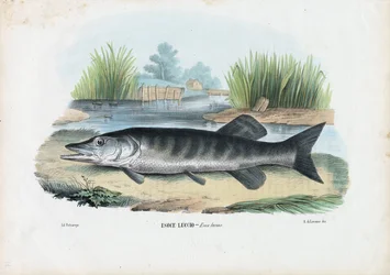 Brochet du Nord, 1863-79